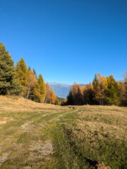 Sticker - autumn landscape in the forest