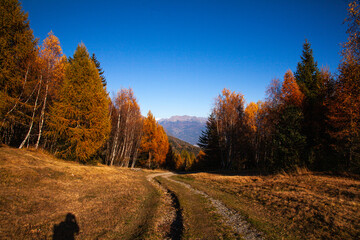 Sticker - autumn forest in the mountains