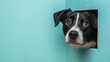 © Tati - Black and white dog peeking through hole in turquoise wall