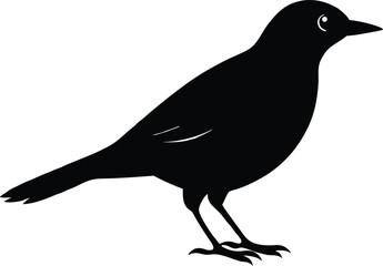 black bird silhouette,animal silhouette vector illustration 