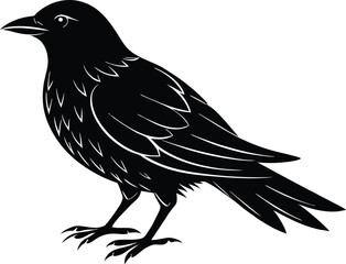 black bird silhouette,animal silhouette vector illustration
