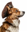 © Adobe Contributor - A cute corgi dog wearing a pirate hat