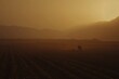 © mohdfaizal - Morning Light Over Vast Crop Fields
