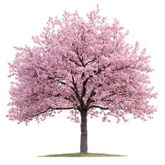 blooming pink cherry blossom tree on isolated white background with copy space