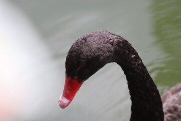 Wall Mural - black swan