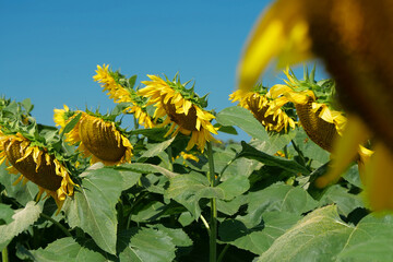 Field of beautiful yellow sunflowers