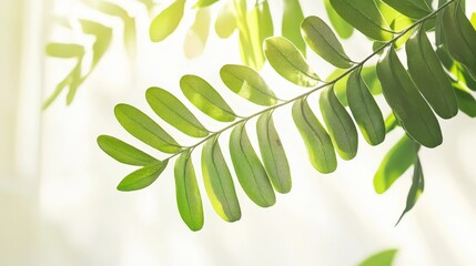 Close-up of lush green leaves on a branch