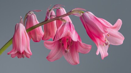 Wall Mural - Captivating close up of a bright pink bluebell flower against a transparent background
