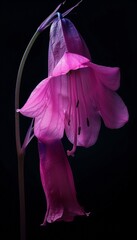 Wall Mural - Stunning close up of a bright pink bluebell flower illuminated to showcase its petals