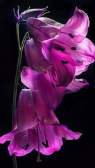 Wall Mural - Stunning close up of a bright pink bluebell flower showcasing intricate details and vibrant colors