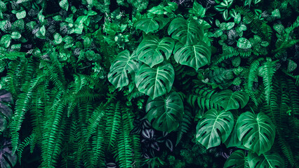 Wall Mural - Close up group of background tropical green leaves texture and abstract background. Tropical leaf nature concept.