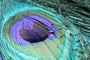 Wall Mural - Beautiful bright peacock feather with water drops as background, macro view