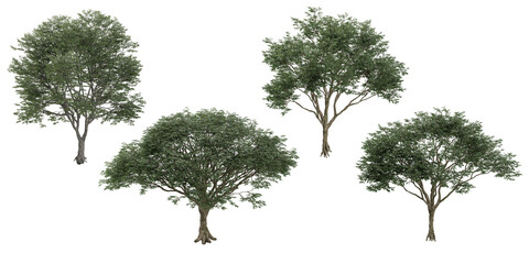 Set of Common Ash trees isolated on transparent background