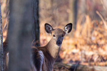 Wall Mural - the white-tailed deer (odocoileus virginianus), also known as the whitetail or virginia deer