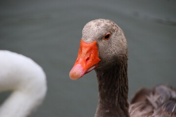 Wall Mural - portrait of a goose