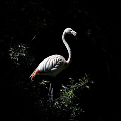 Poster - Flamingo Isolated