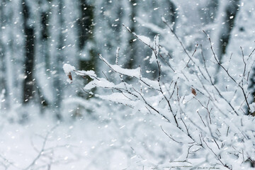 Wall Mural - winter forest with snow covered tree branches and dry leaves during snowfall