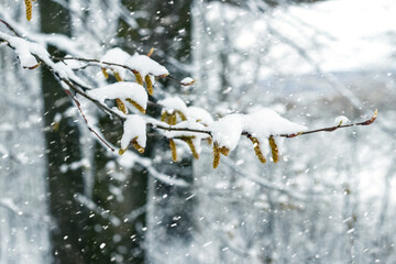 Wall Mural - snow covered tree branch with young buds in spring during snowfall