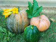 © Art_Lana - three ripe pumpkins in autumn