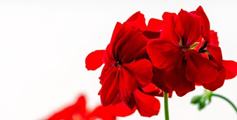 Wall Mural - red geranium on a white background