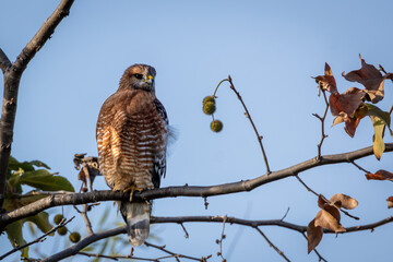 Closeup of a red hawk with a blue sky background