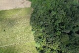 A vista aérea do contraste de uma plantação junto à floresta tropical, no Brasil.