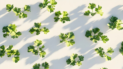 Wall Mural - A flat lay of fresh green parsley sprigs scattered on a white background with soft light.
