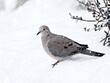 © Дмитрий Бабенко - A dove walking through freshly fallen snow in a serene winter landscape on a calm day