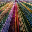 © artemstepanov - Multicolored fields drone view landscape, agricultural plots pattern, dutch flower plantations