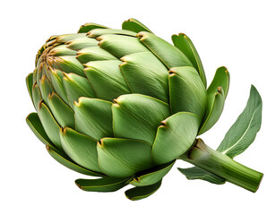 Wall Mural - A green artichoke displayed on a white background highlights its unique shape and texture
