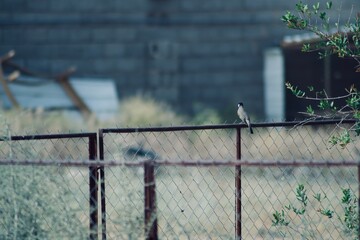 A bird on the barbed fence 