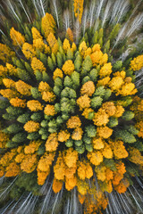 Wall Mural - Majestic autumn forest yellow, vibrant fall green aerial drone, panoramic above view woodland landscape, scenic picturesque colorful, natural golden foliage