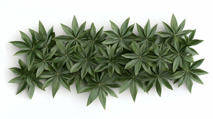 Wall Mural - a group of green leaves arranged in a row, isolated on a white background.