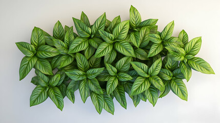 Wall Mural - a group of lush green leaves arranged in a cluster on a white background.