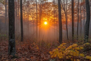 Wall Mural - Golden sunrise illuminating misty autumn forest