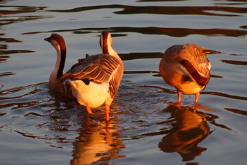 Wall Mural - duck in the pond