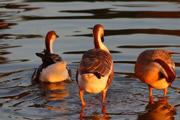 Wall Mural - duck in the water