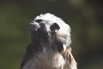 Wall Mural - this is a close up of a cotton top tamarin