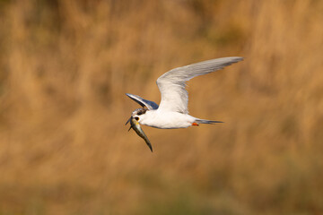 Poster - Forster's tern flying with a fish in its beak, seen in a North California marsh