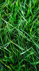 Wall Mural - A close up of a green grass field. The grass is lush and green, and the field is full of it. Concept of freshness and vitality, as well as the beauty of nature