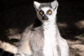 Wall Mural - The Ring-tailed lemur backs is grey with grey limbs and dark grey heads and necks. They have long striped tails.