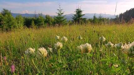 Fototapete - Splendid summer scene of blooming Trifolium ochroleucon flowers on the mountain meadow. Fresh green scene of Carpathian mountains. 4K video (Ultra High Definition).
