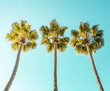 © MicroTee - Three tropical palm trees blue sunny sky background low angle view