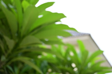 Wall Mural - defocused beautiful green leaf texture in springtime, abstract blur natural background