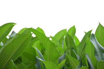 Wall Mural - beautiful green leaf texture in springtime, water drop on frangipani leaves