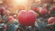 © K9 STUDIOS - A vibrant red apple glistens in sunlight amid dewy leaves, surrounded by more apples in a serene orchard setting.