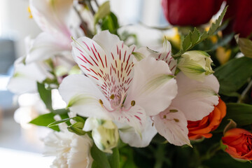 Wall Mural - Full frame abstract macro view of blooming flowers in an indoor florist arrangement, featuring a lovely white and pink Peruvian lily