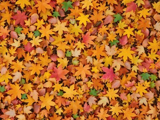 Wall Mural - Vibrant autumn background with colorful maple leaves scattered on the ground, October, background