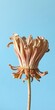 © yuwaree - Dead flower with delicate petals in various stages of decay placed in front of a serene blue background, blue background, sadness