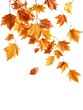 © Chanchai - Falling, flying dry autumn leaves isolated on white background, isolated, falling